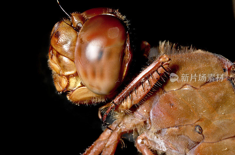 Skimmer Dragonfly (Odonata;差翅亚目;Libellula sp)。